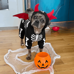 Photo of my dog Gemma