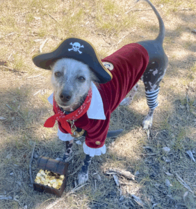 Photo of my dog Lolovivi