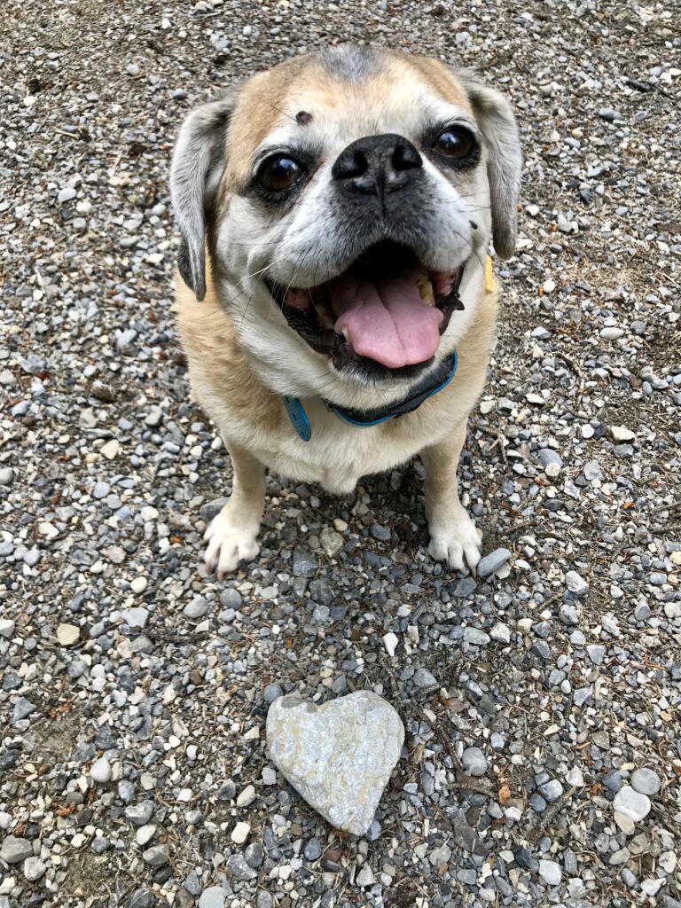 Bella Heart Rock Julie's soul dog, Bella