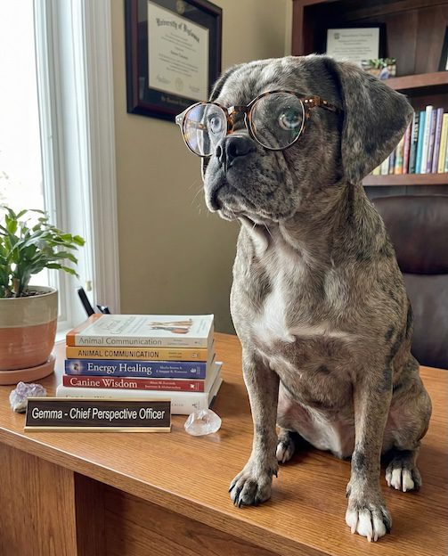 Gemma The Puggle Perspective CPO Resized