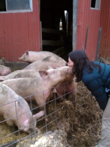 Kissing Pig